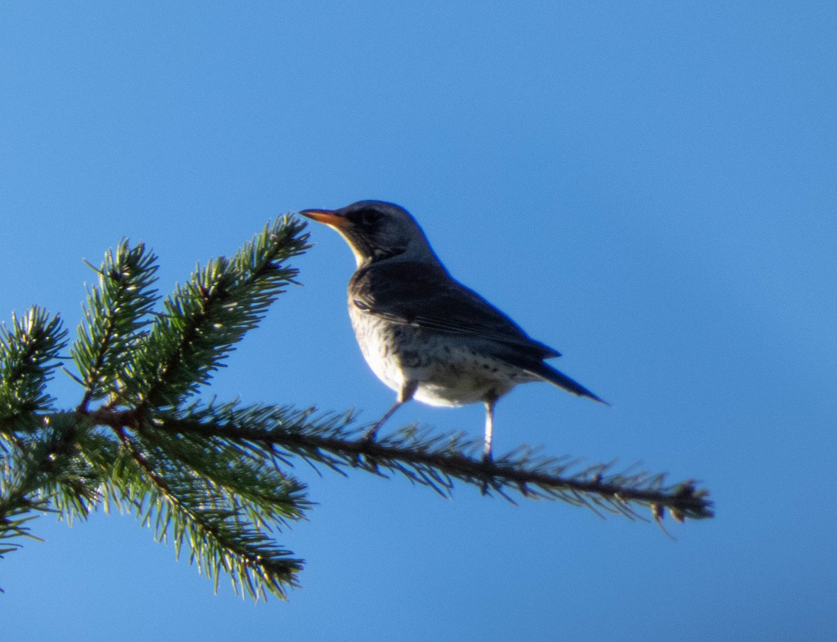 Fieldfare - ML388967951