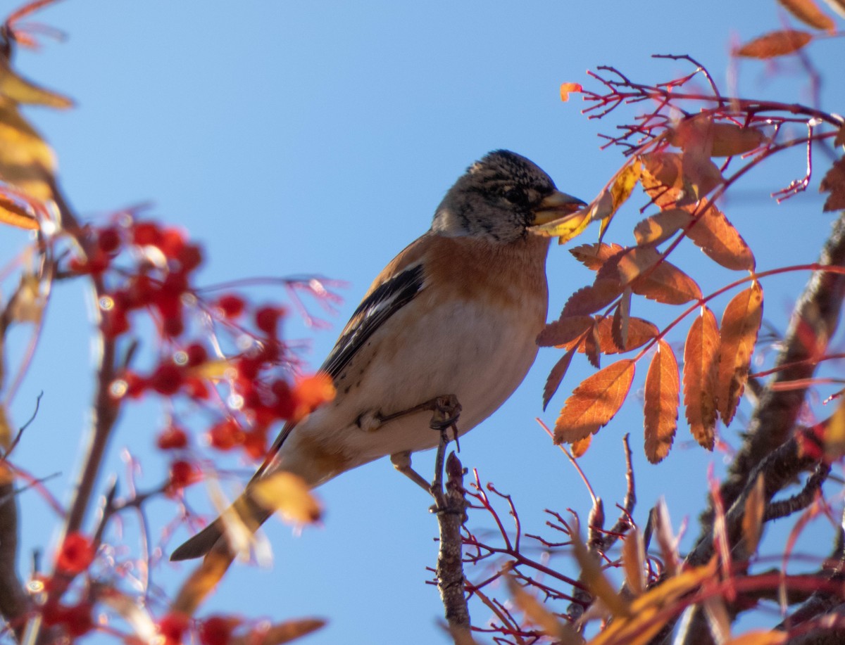 Brambling - ML388968001