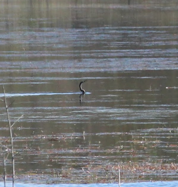 anhinga americká - ML388969071