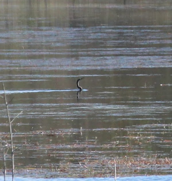 Anhinga d'Amérique - ML388969071