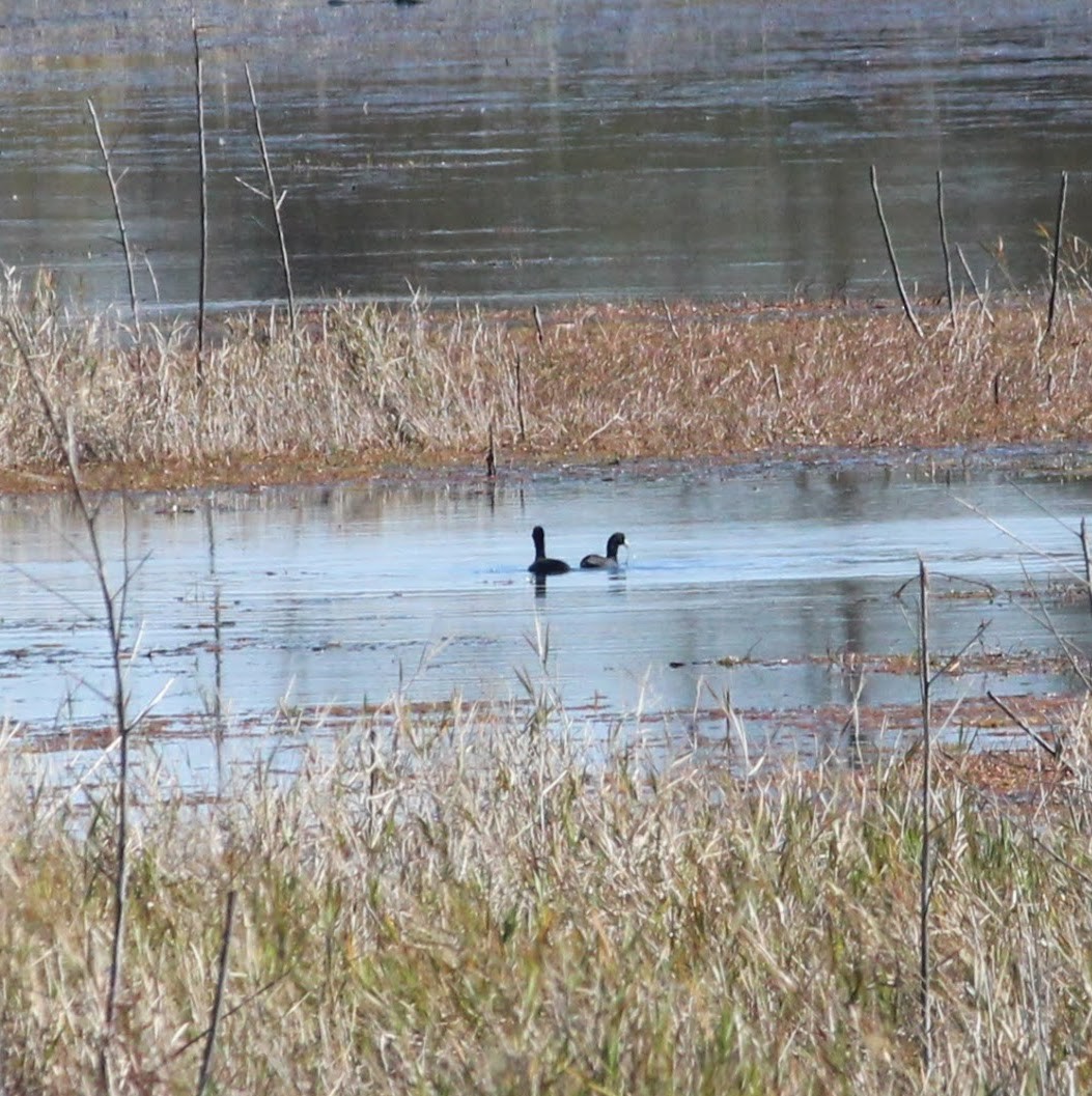 American Coot - ML388969091