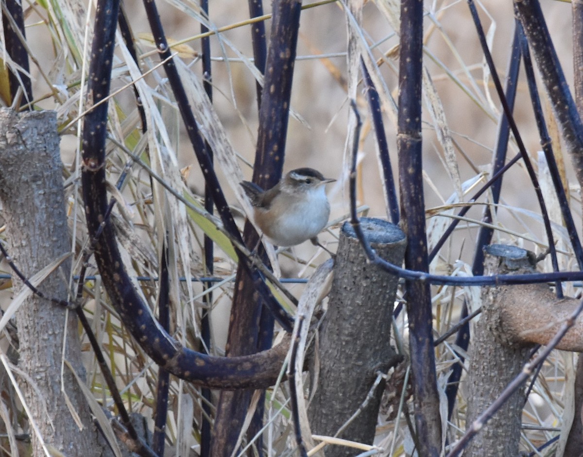 Marsh Wren - ML388969271