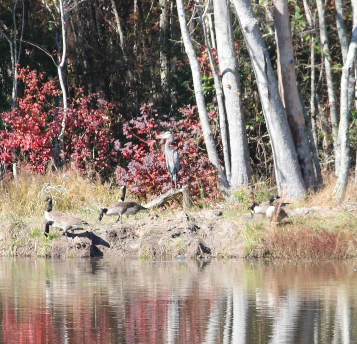 Great Blue Heron - ML388969311