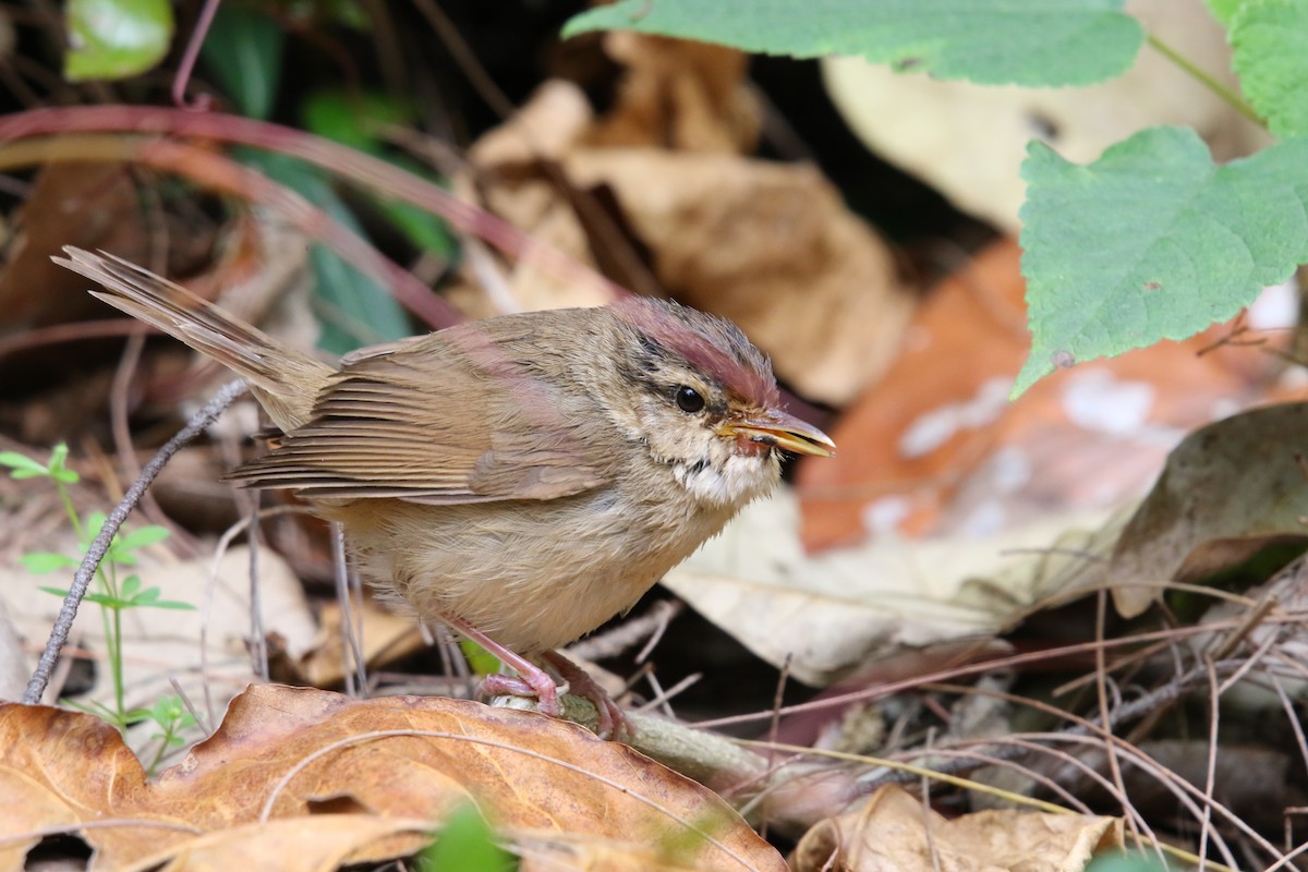 Brownish-flanked Bush Warbler - ML388969651