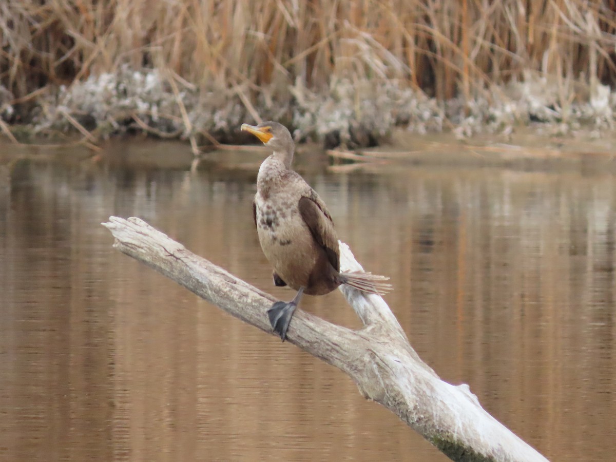 Double-crested Cormorant - ML388969731