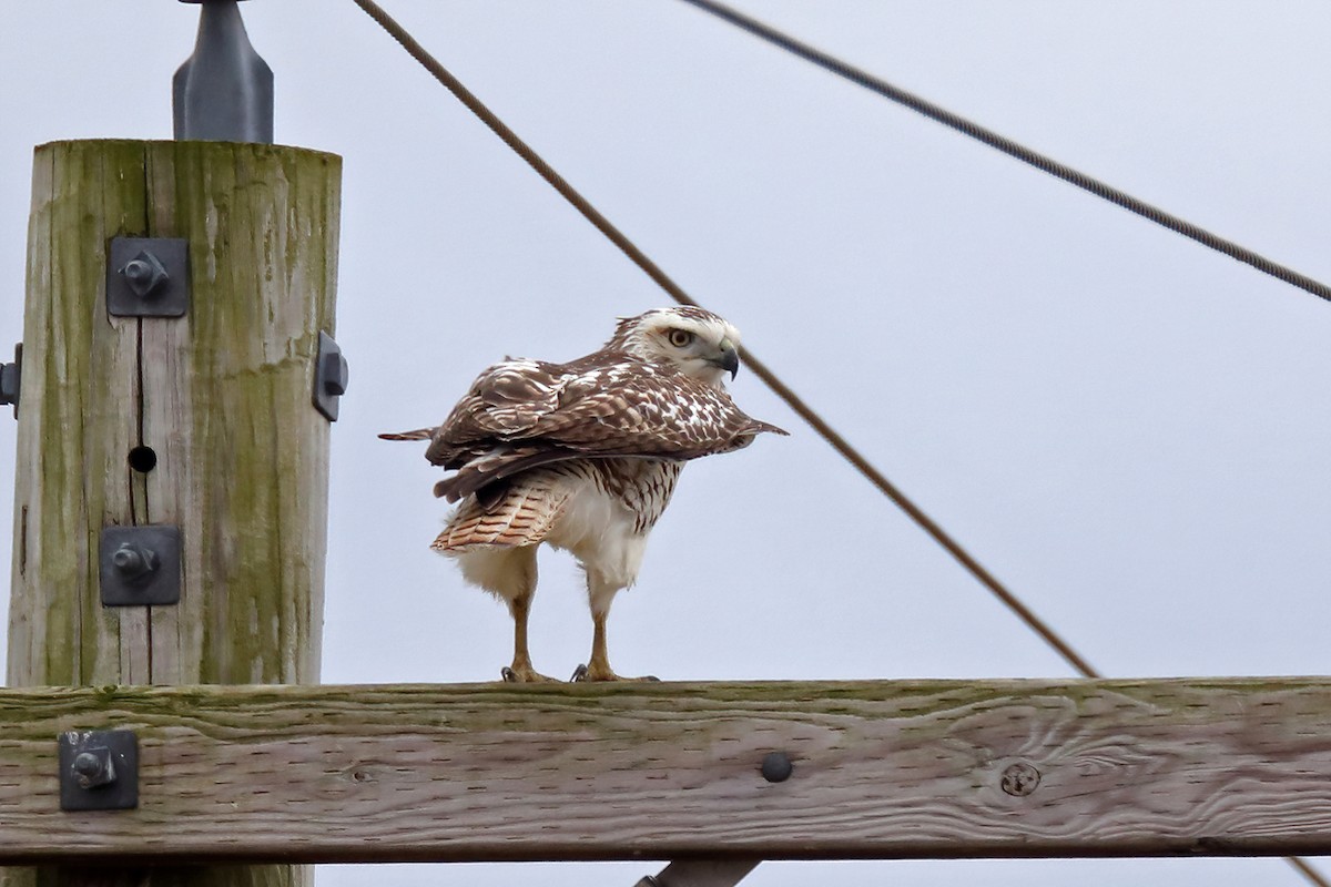 Red-tailed Hawk (Krider's) - Doug Hommert