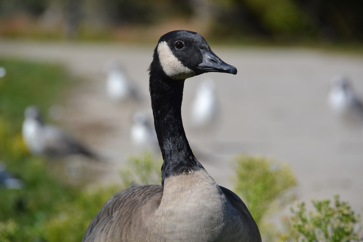 Canada Goose - ML388971621