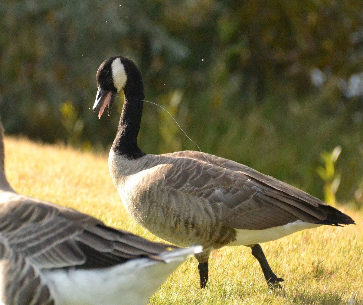 Canada Goose - ML388972081