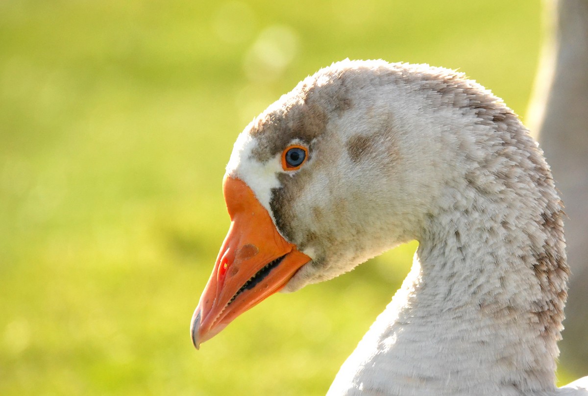 Domestic goose sp. (Domestic type) - ML388972091