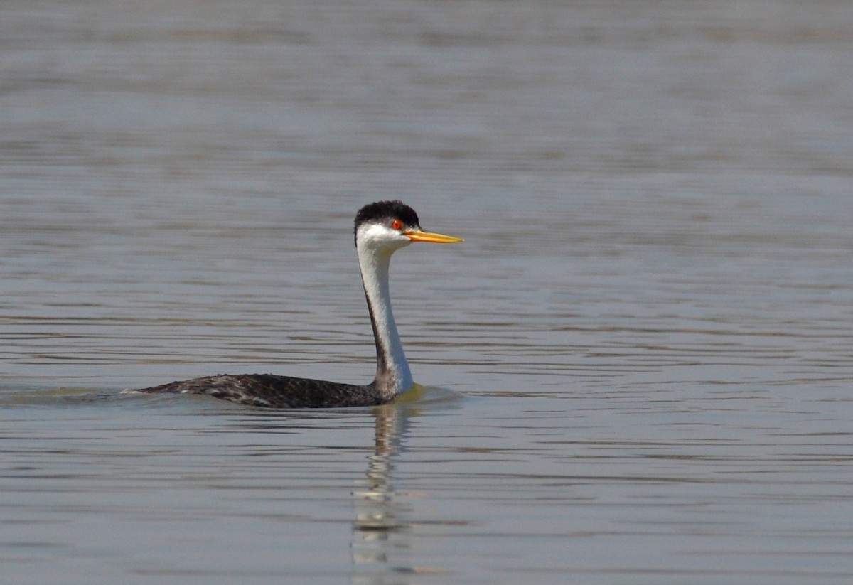Western x Clark's Grebe (hybrid) - ML388974071
