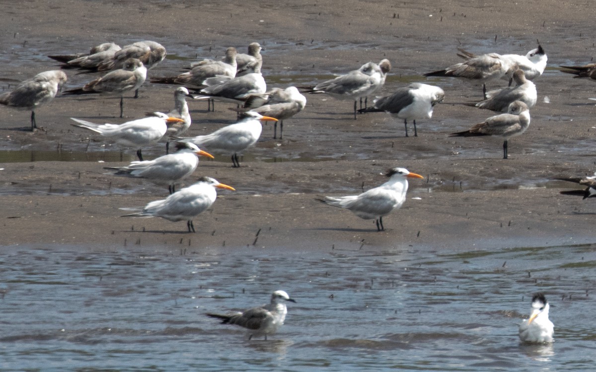 Royal Tern - ML388974411