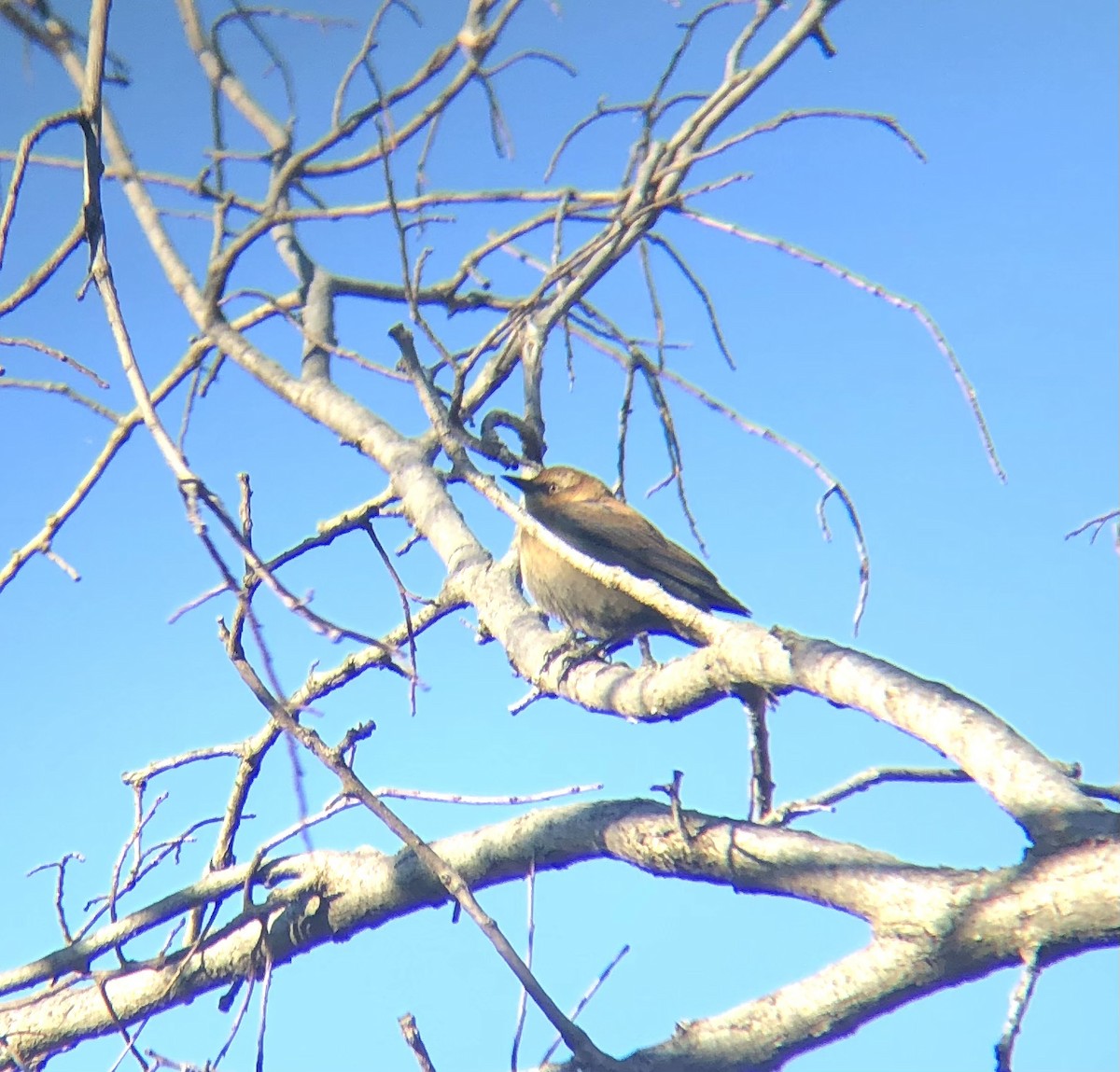 Rusty Blackbird - ML388974741