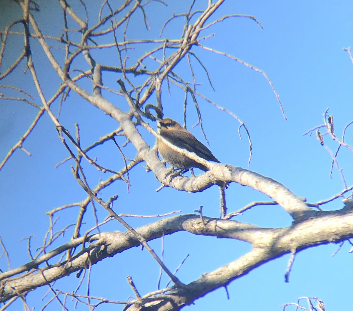 Rusty Blackbird - ML388974751