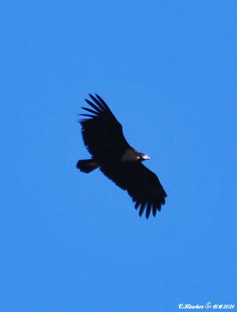 Cinereous Vulture - ML388975031