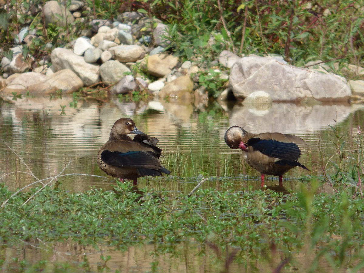 Brazilian Teal - Mateo  Tapia Vargas