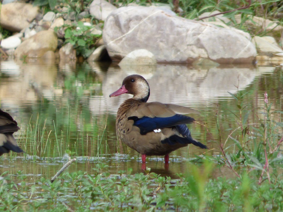 Brazilian Teal - Mateo  Tapia Vargas