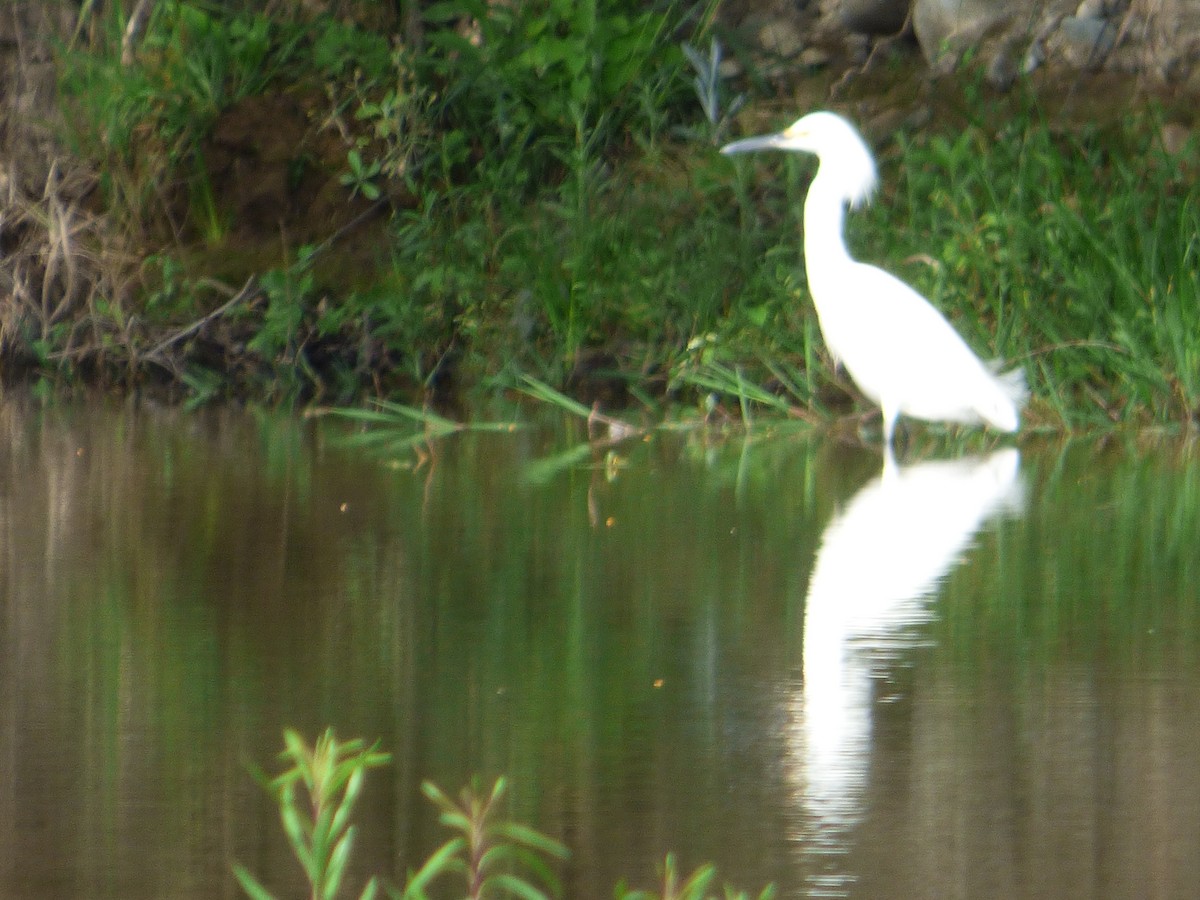 Snowy Egret - ML388975681