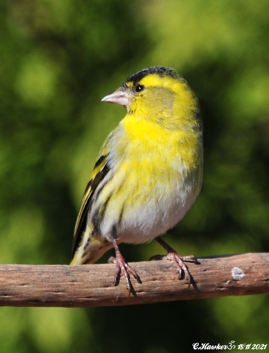 Eurasian Siskin - ML388975781