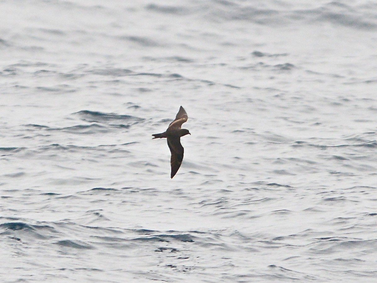 Black Storm-Petrel - ML38897631