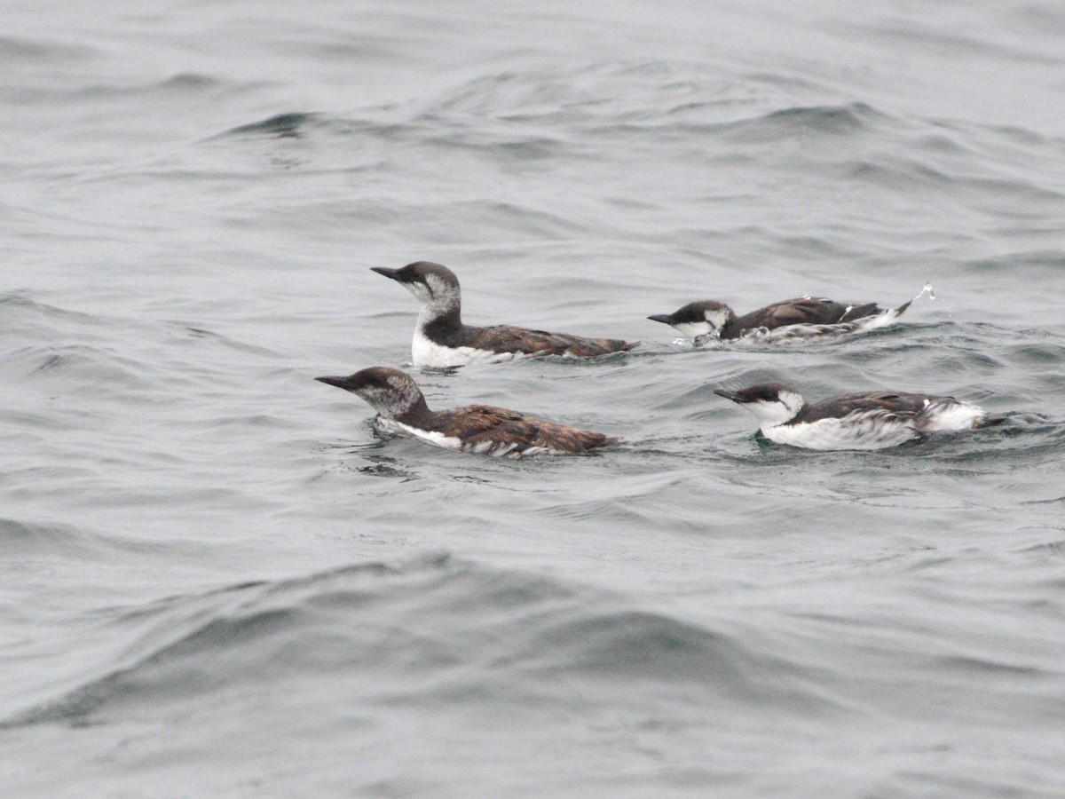 Common Murre - ML38897681