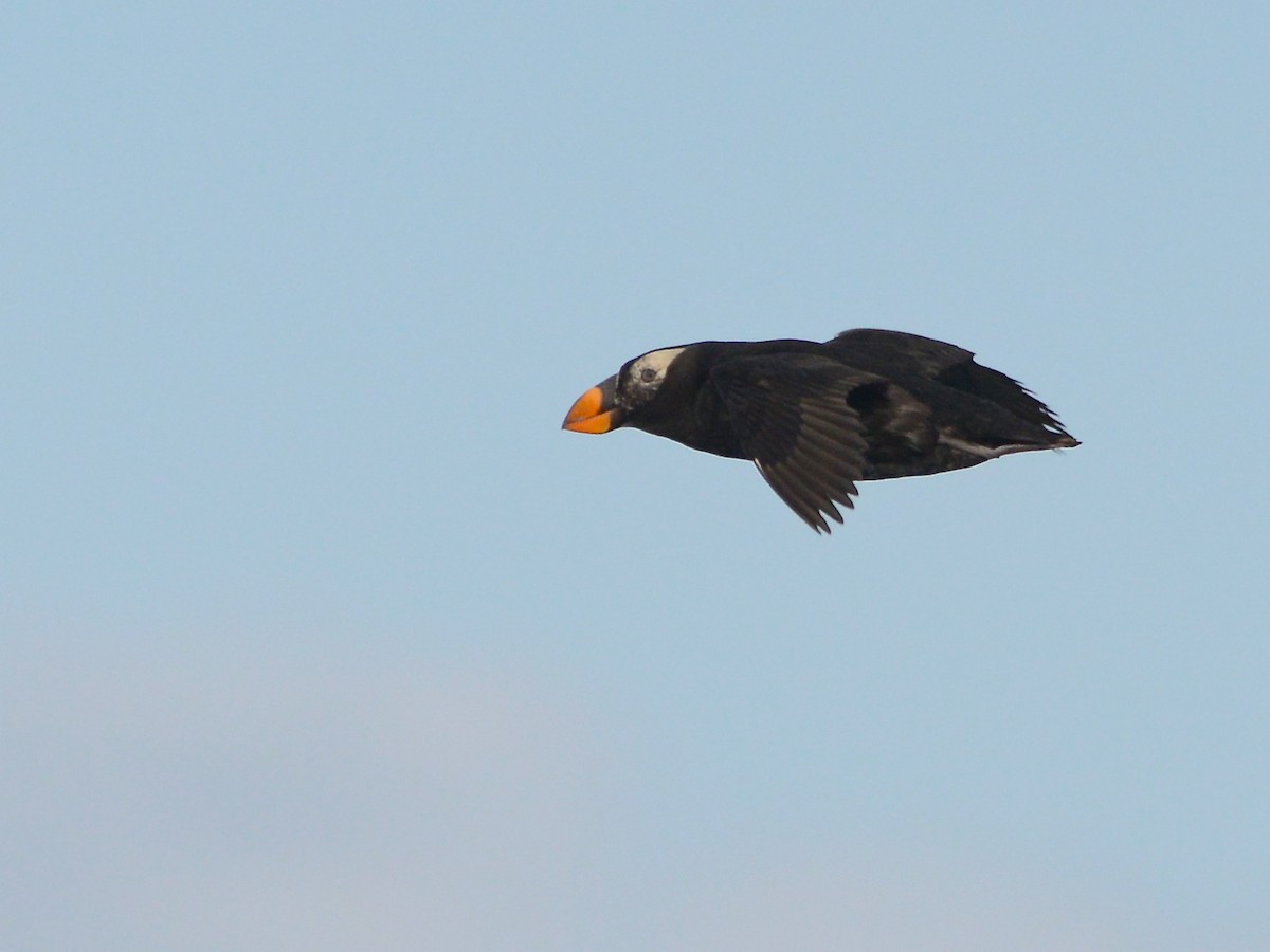 Tufted Puffin - Alan Van Norman