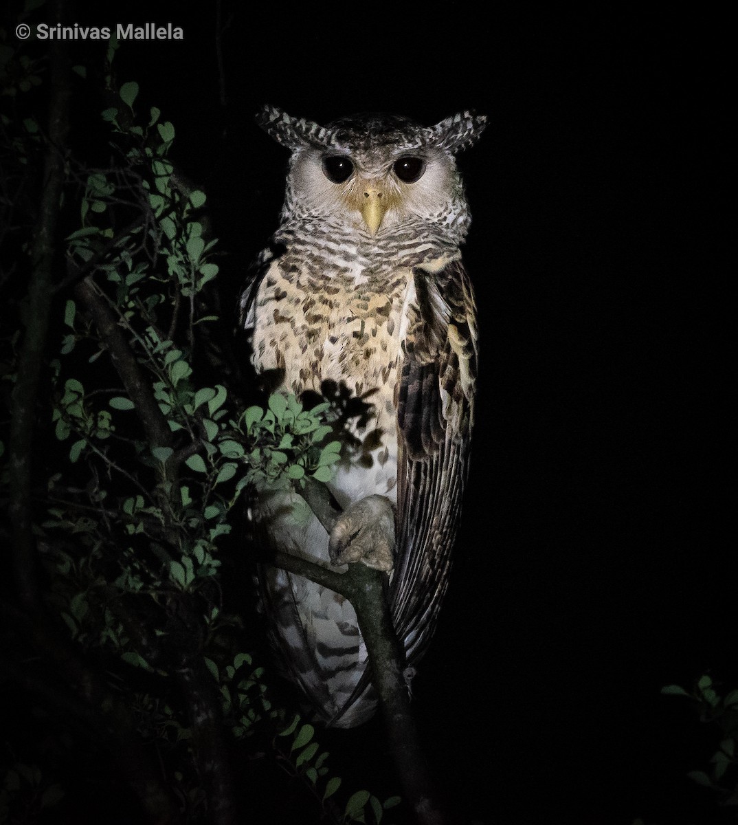 Spot-bellied Eagle-Owl - ML388977081