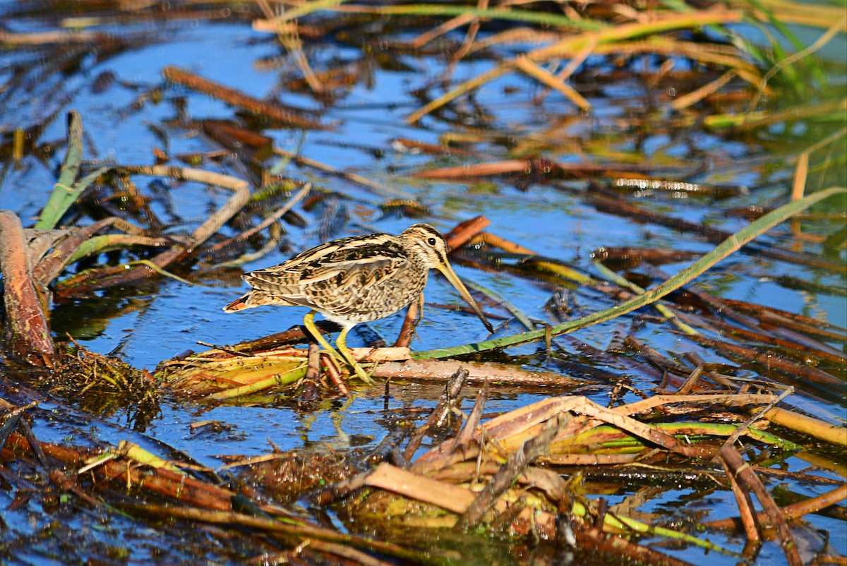 Common Snipe - Paulo Narciso