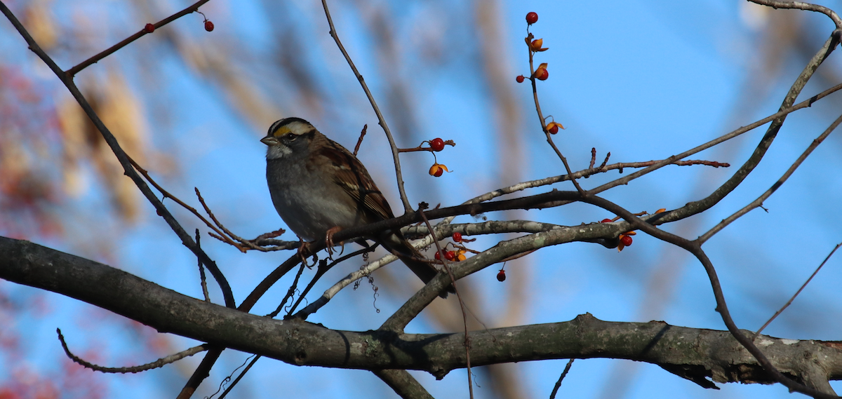 White-throated Sparrow - Melissa Alexander