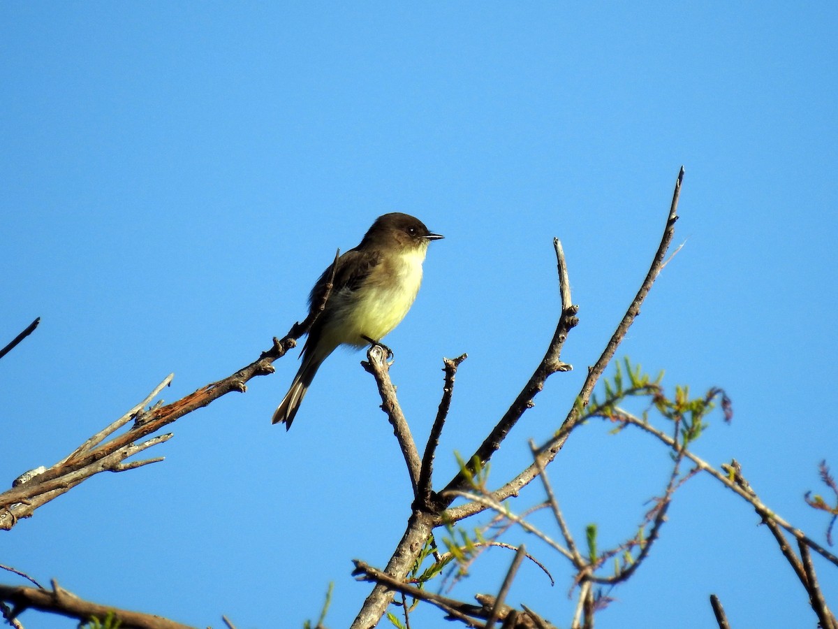 Eastern Phoebe - ML388979041