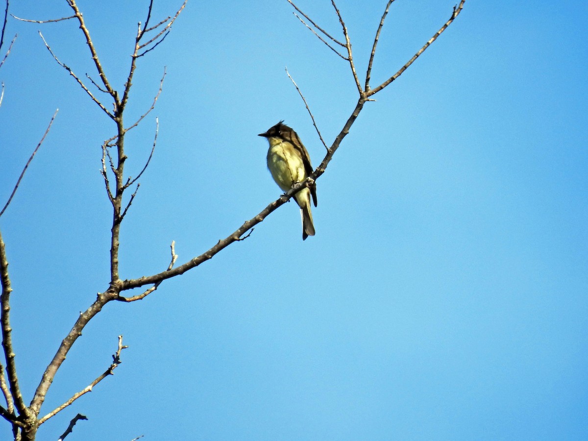 Eastern Phoebe - ML388979131