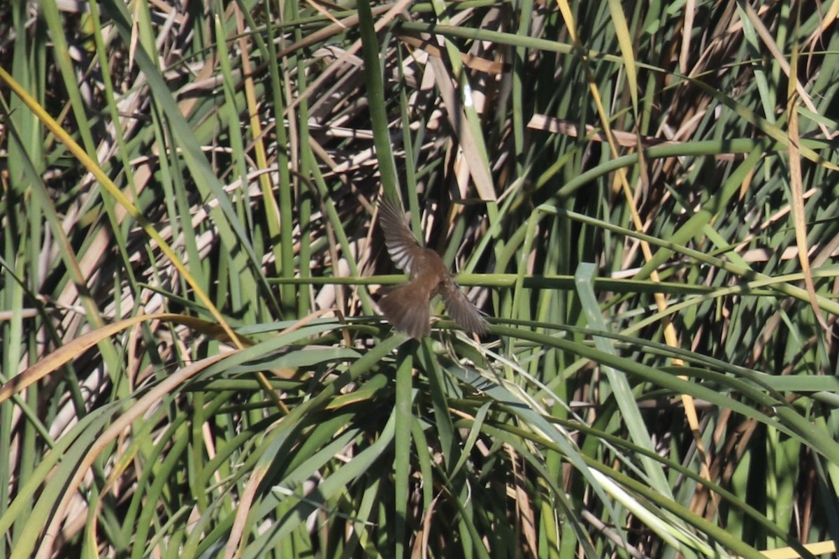 Cetti's Warbler - ML388980341