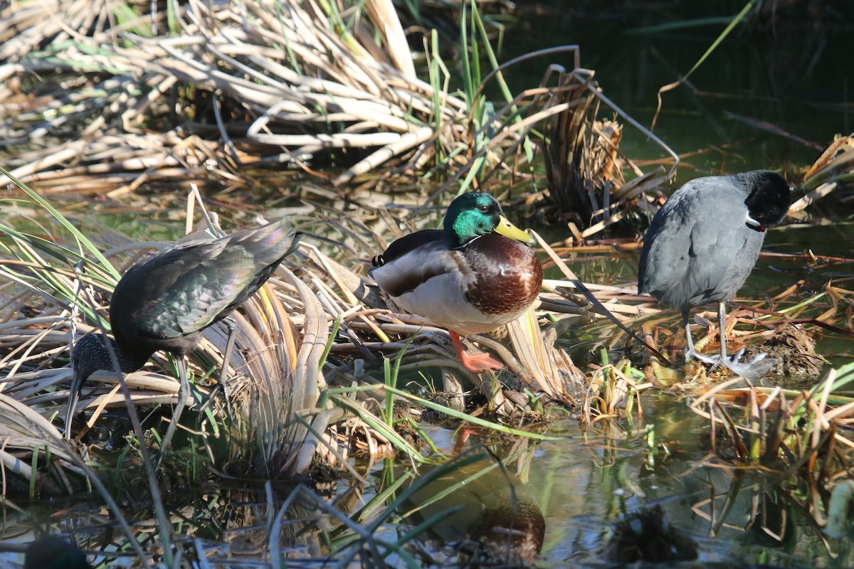 Mallard - João Tiago Tavares