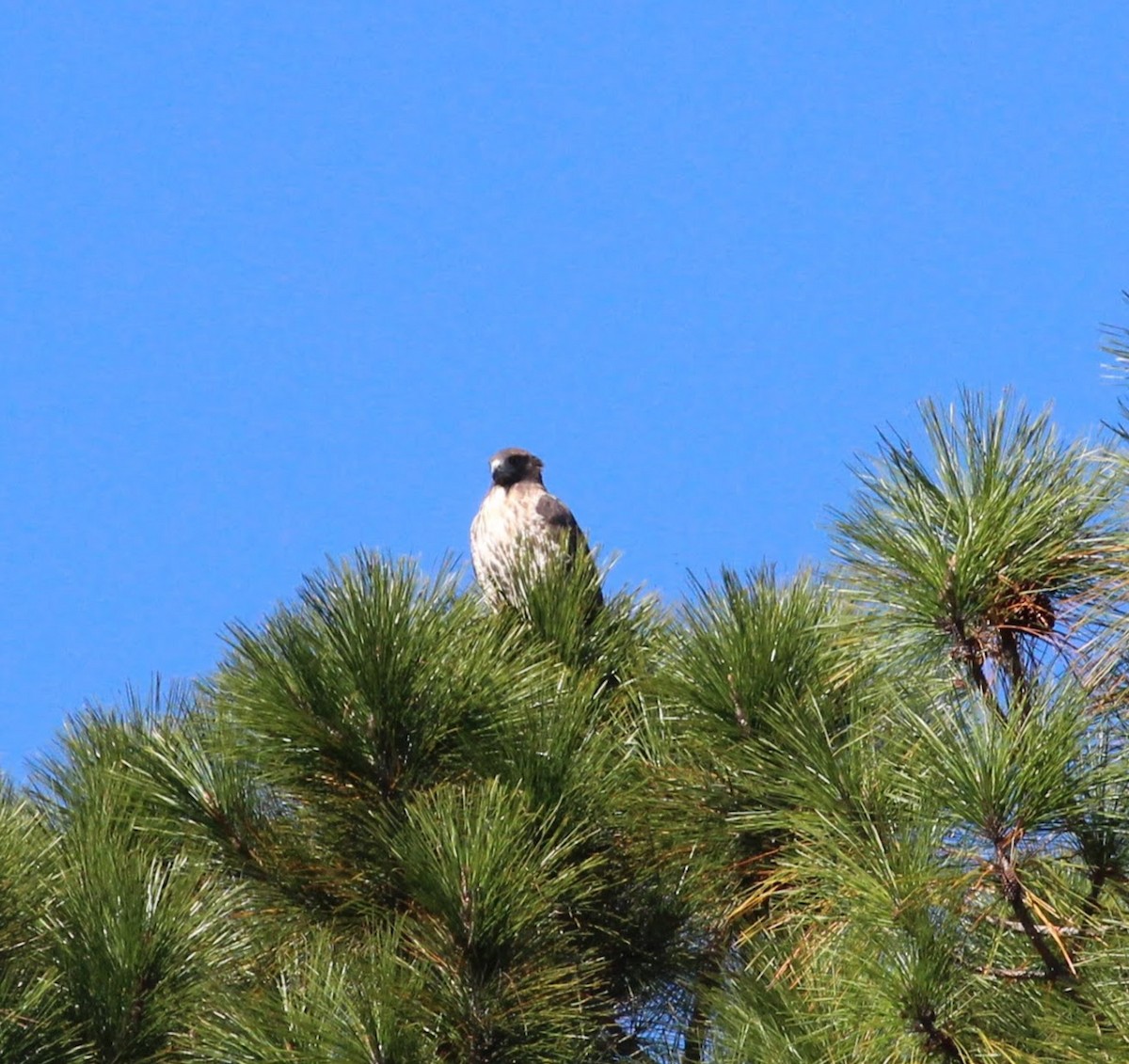 Red-tailed Hawk - Wes Hatch