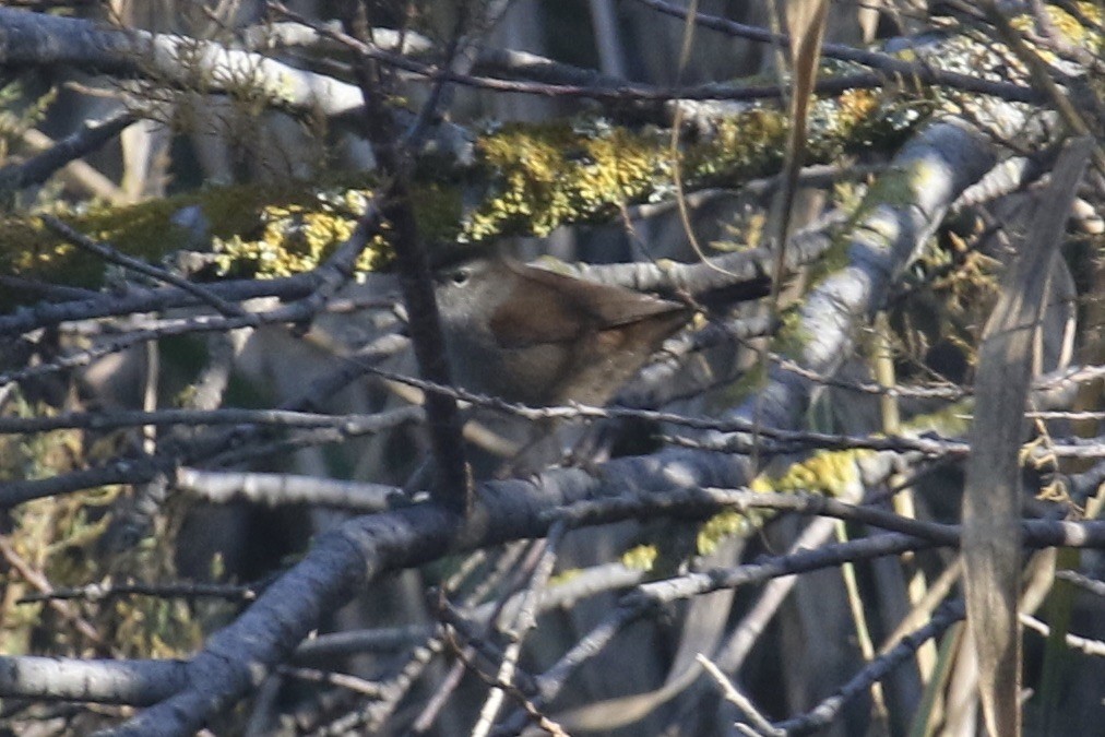 Cetti's Warbler - ML388981161