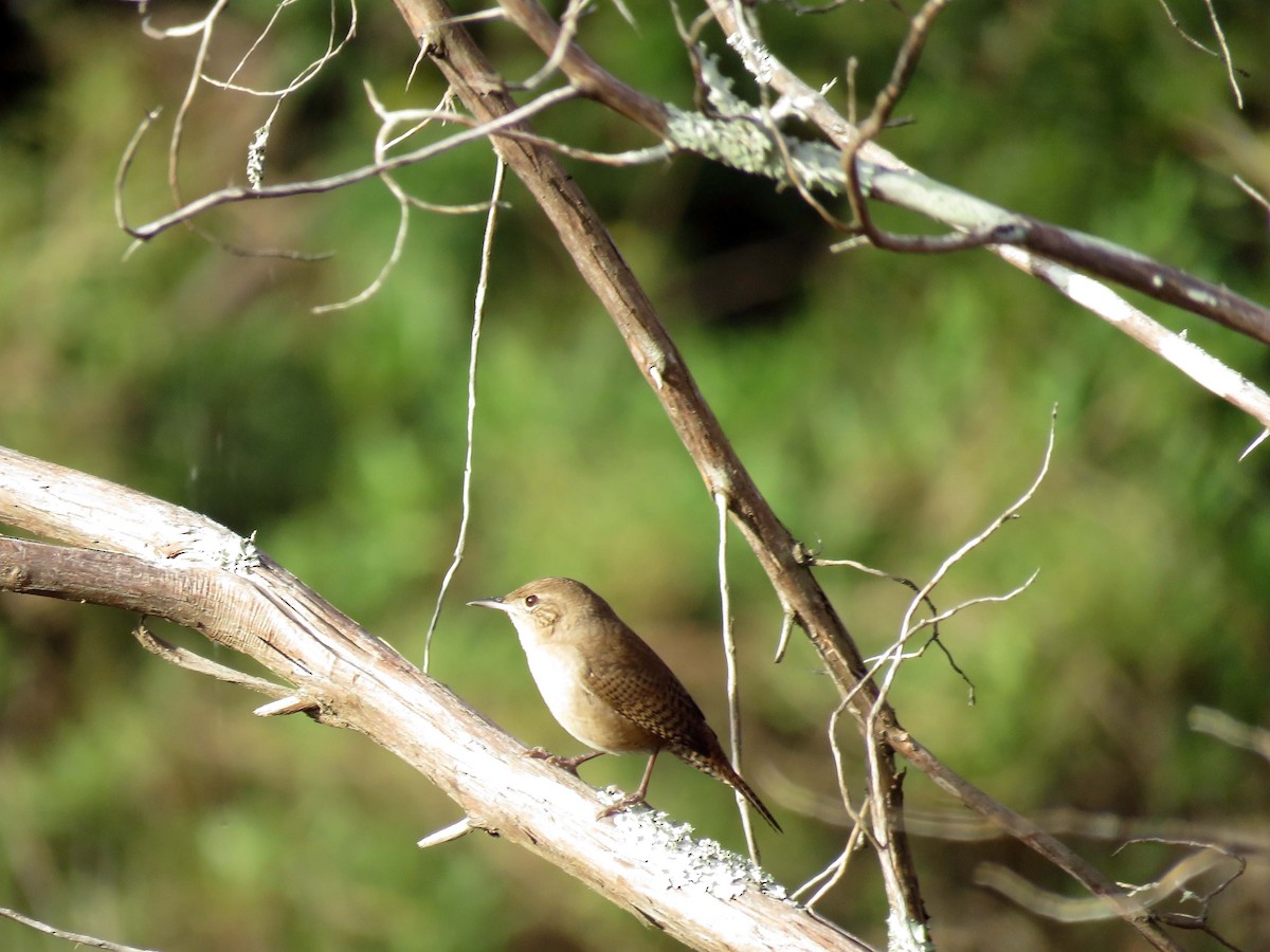 House Wren - Michael Oliver