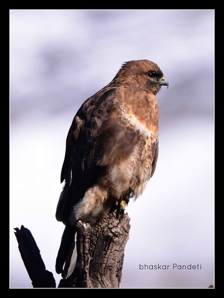 Himalayan Buzzard - ML38898131