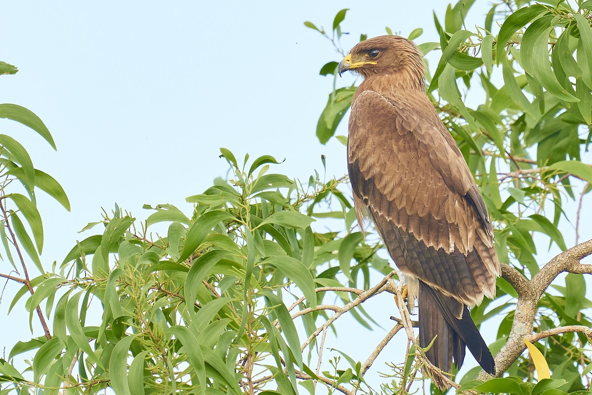 Indian Spotted Eagle - ML388981461