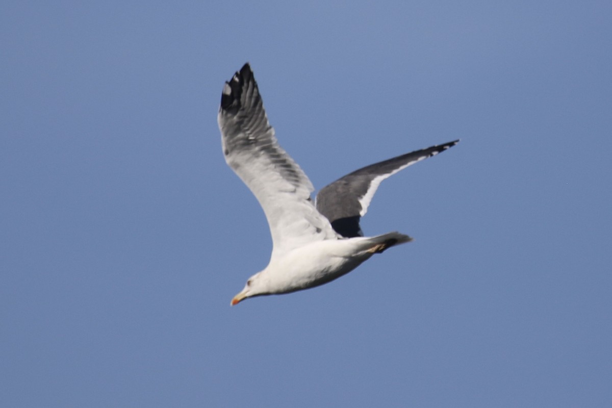 Lesser Black-backed Gull - ML388981851