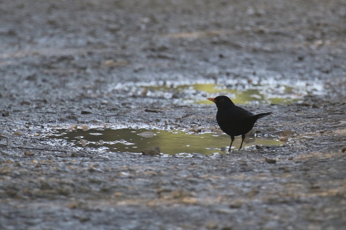 Eurasian Blackbird - ML388981891