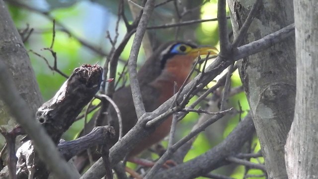 Lesser Ground-Cuckoo - ML388981991