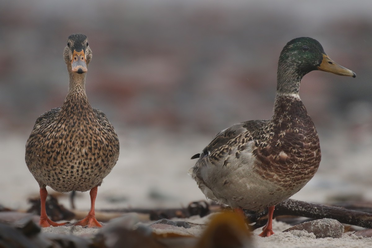 Canard colvert - ML388982491