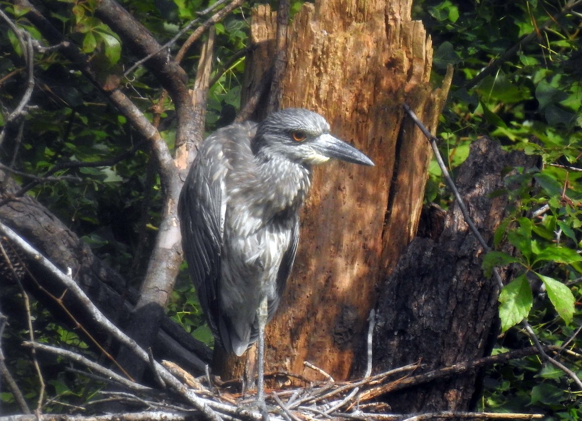 Yellow-crowned Night Heron - ML388982511