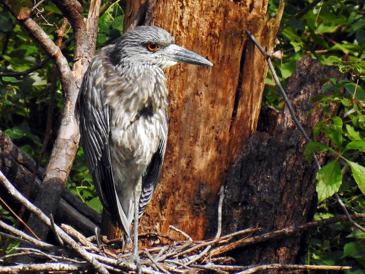 Yellow-crowned Night Heron - ML388982571