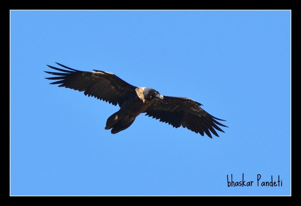 Bearded Vulture - ML38898261