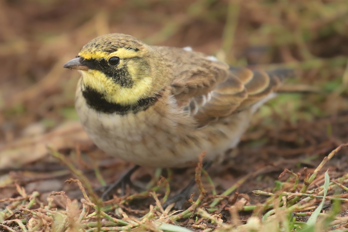 Horned Lark - Frank Thierfelder