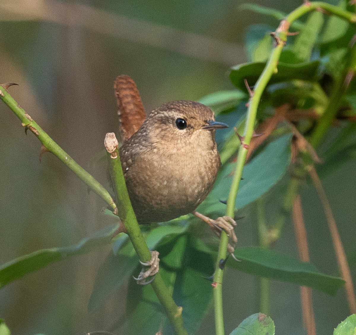 Winter Wren - ML388983131