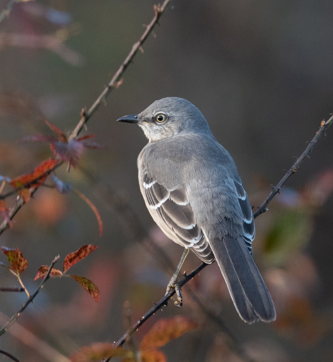 Northern Mockingbird - ML388983321