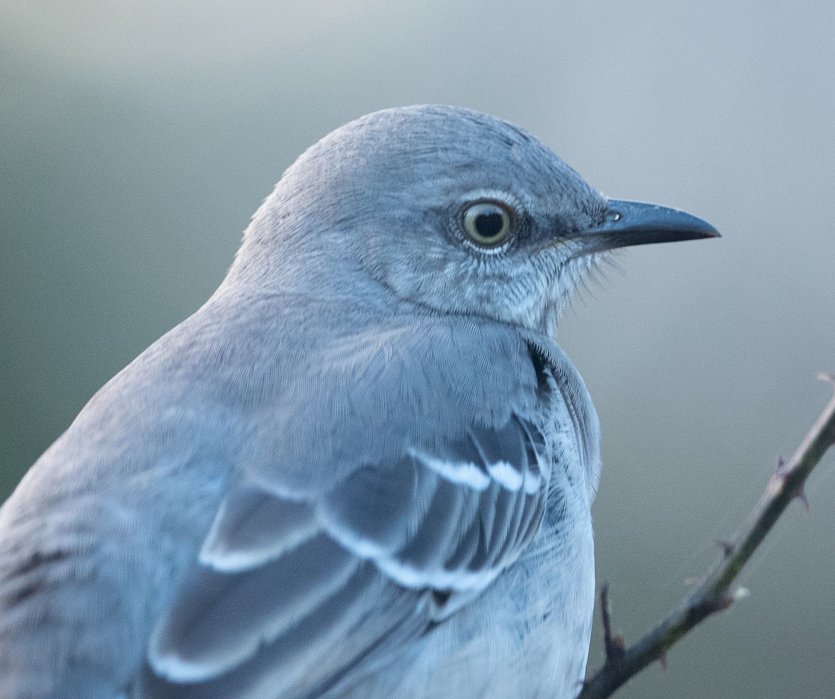 Northern Mockingbird - ML388983351