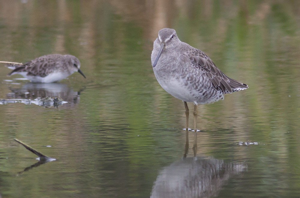 langnebbekkasinsnipe - ML38898741