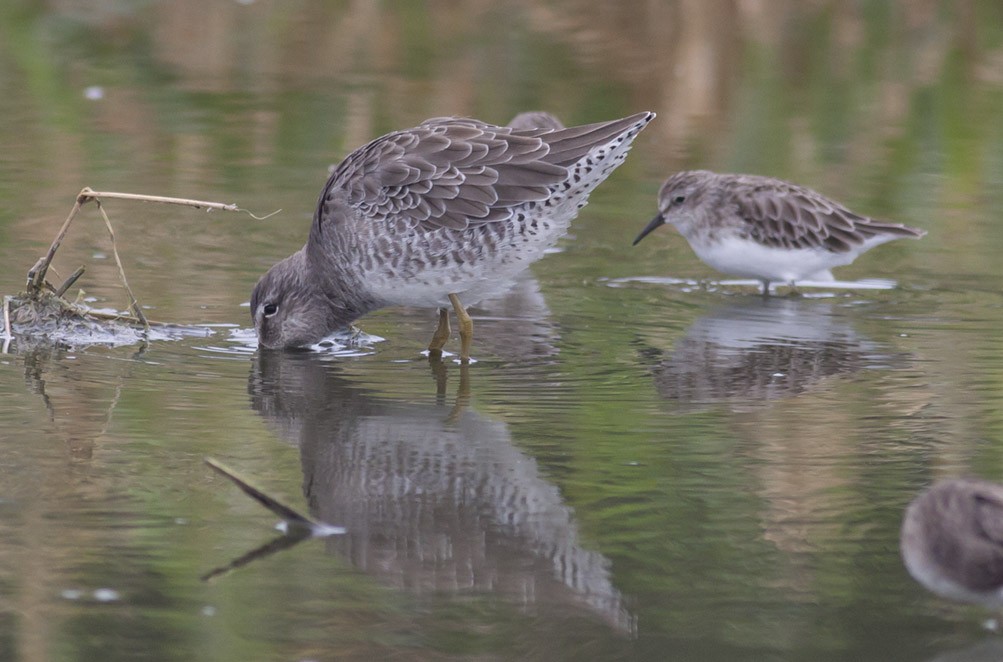 Long-billed Dowitcher - ML38898751